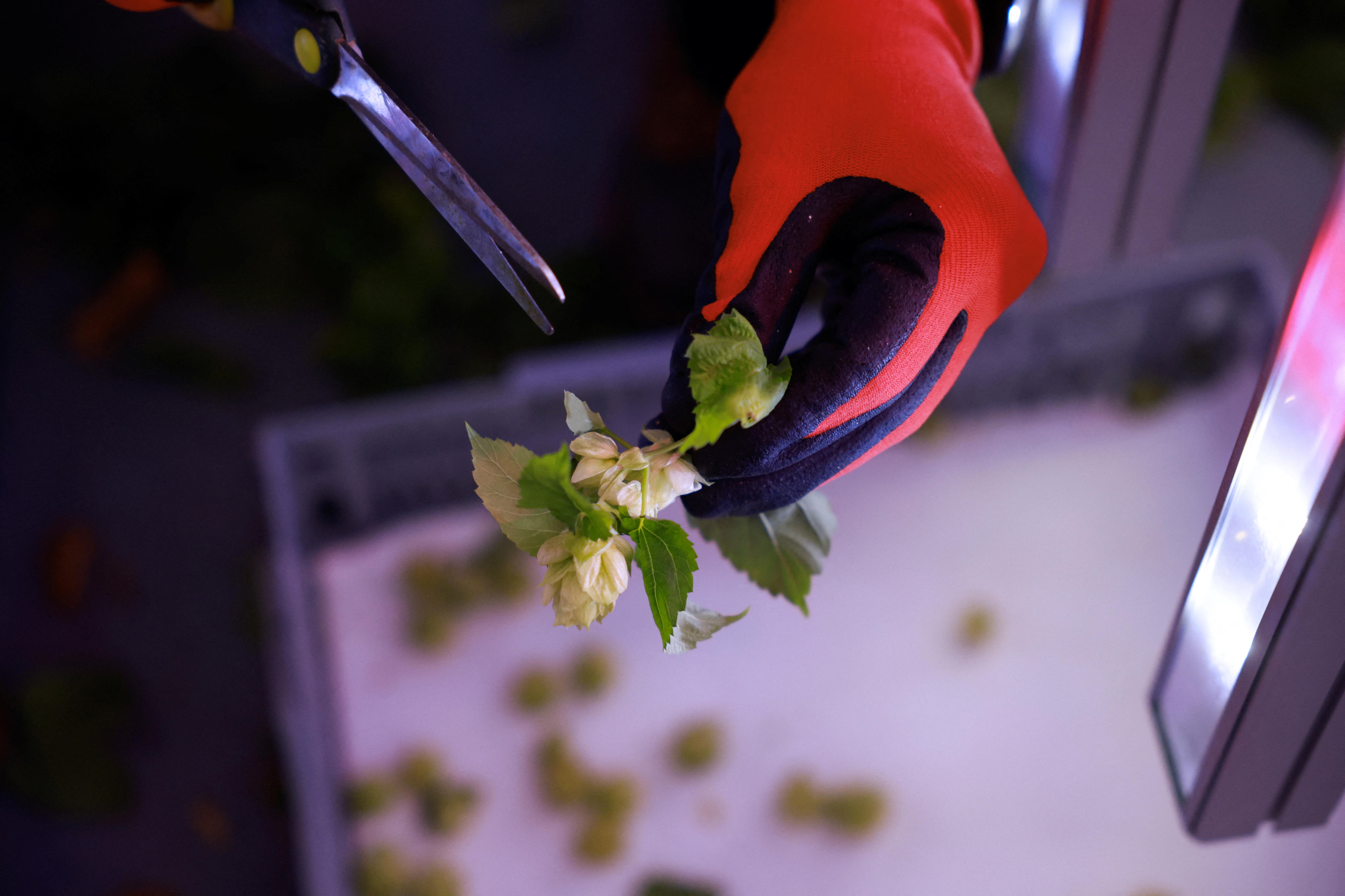 Spanish startup grows hops for beer indoors as rising temperatures