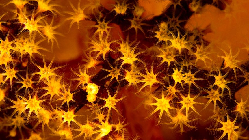 Soft Coral, by Gary Cranitch