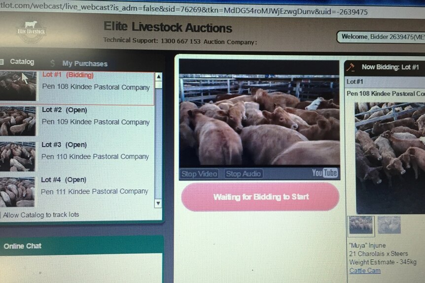 Elite Livestock Auctions ran the first ever commercial simulcast online sale while the physical sale was underway at Roma in Queensland.