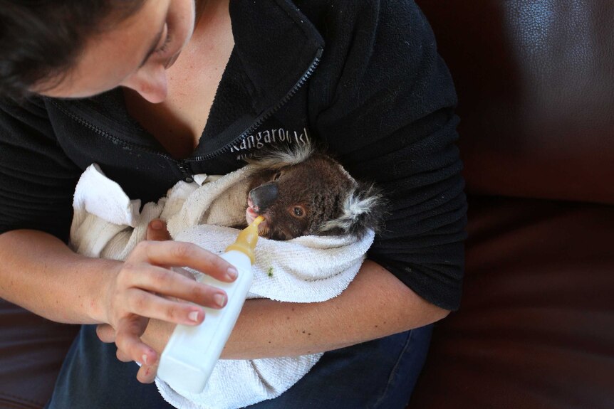 A person caring for a koala injured in bushfires