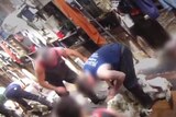 Video still of alleged sheep cruelty
