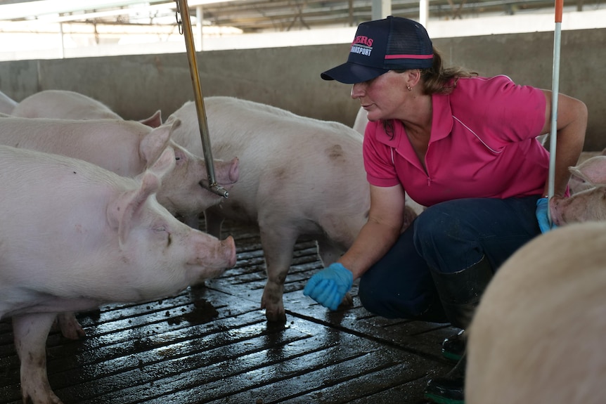 Sharon Young is kneeling down, touching a pig.