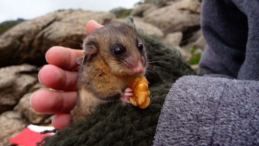 A small possum eating lunch.