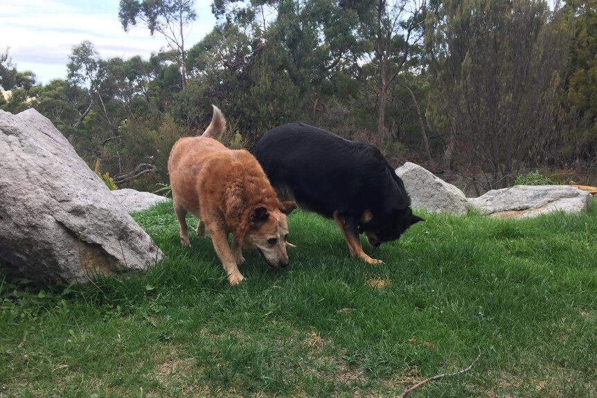 Two old dogs sniff the ground at their new home.