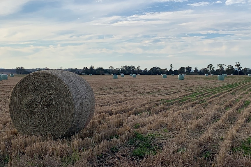 Rice straw bales lay on the field. 