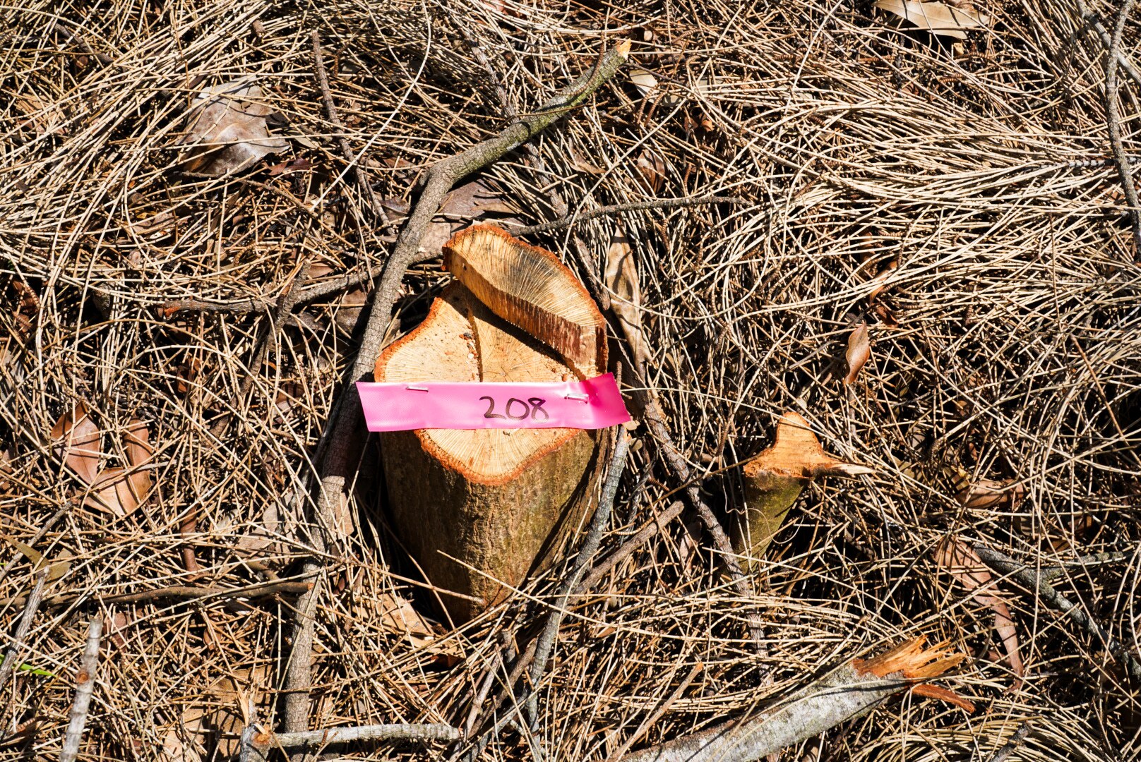 Tree stump with a pink sticker on it