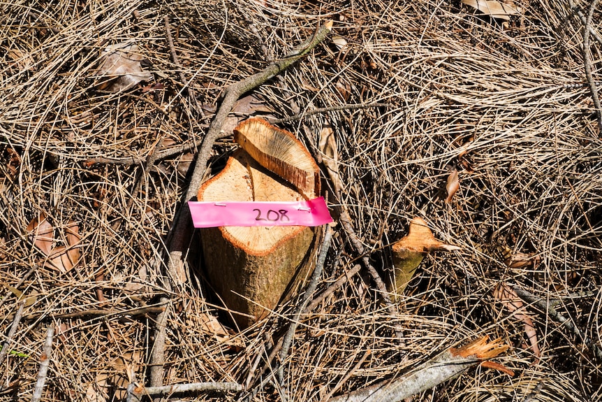 Tree stump with a pink sticker on it