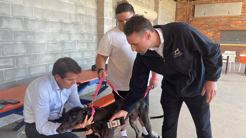 Minister Anderson pats a greyhound with it's owner holding its lead. 