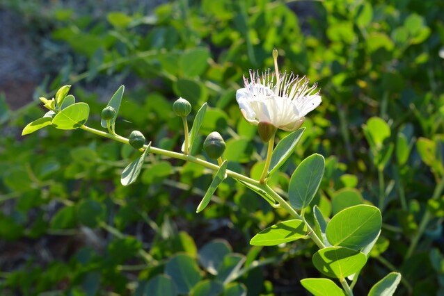 A caper plant with capers and a flowering bud