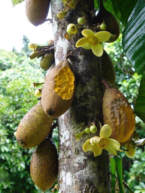 Several partially chewed yellow fruits hang from a tree.