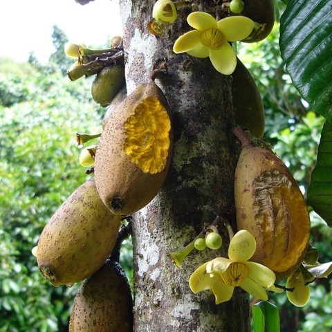 Several partially chewed yellow fruits hang from a tree.