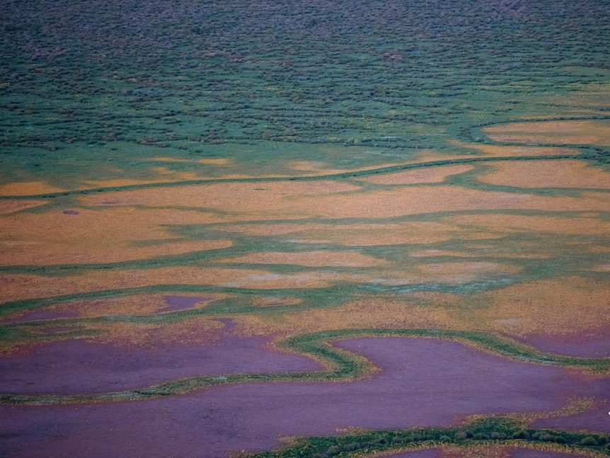Hews of purple, green and yellow appear like a tapestry across the land of the Channel Country.