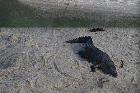 Crocodiles are seen around a swimming hole