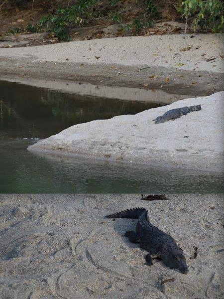 Crocodiles seen around Babinda Creek.