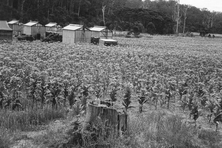 Black and white photo of tobacco fields. 
