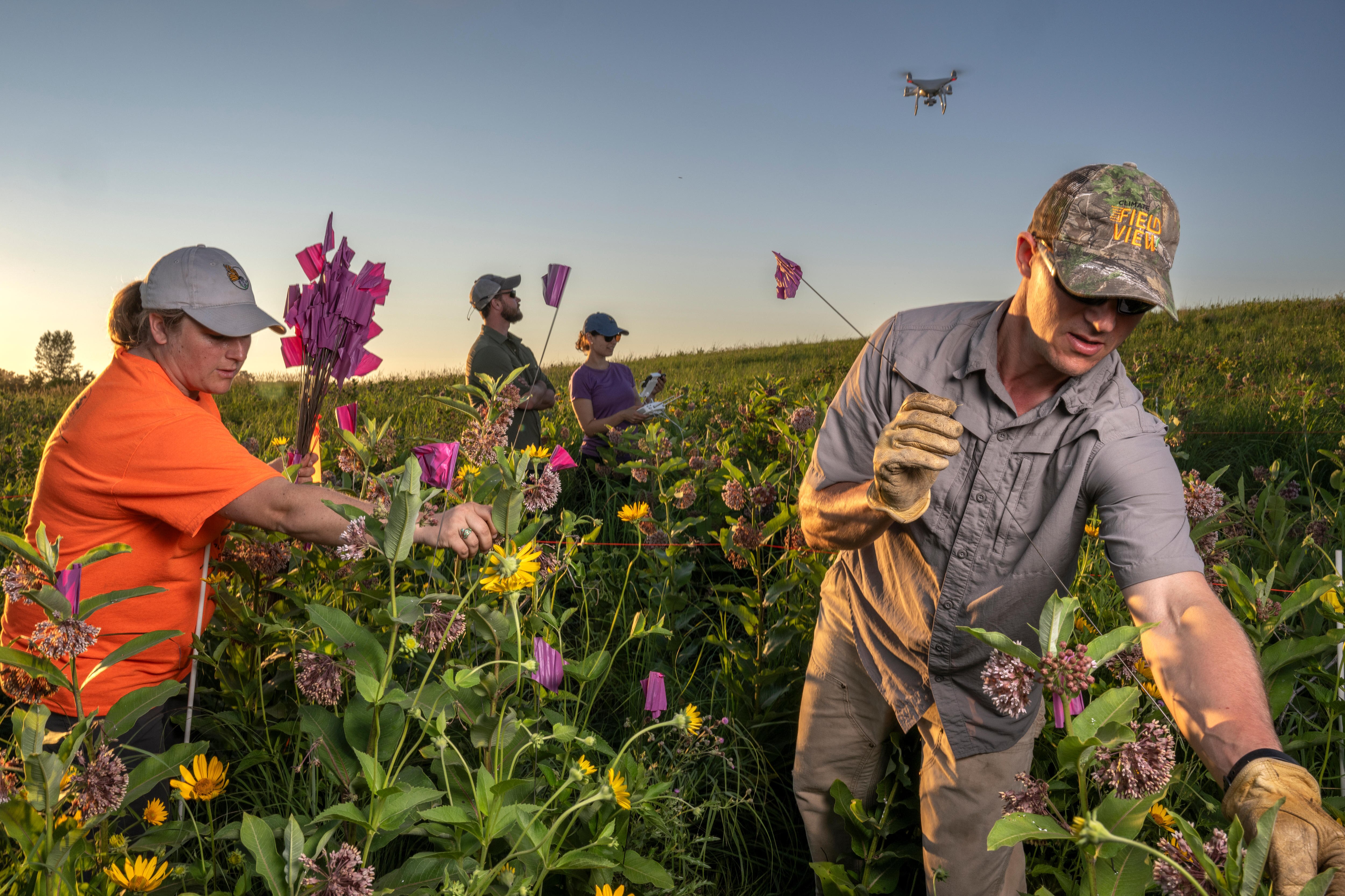 A group of people picking flowers in a paddock