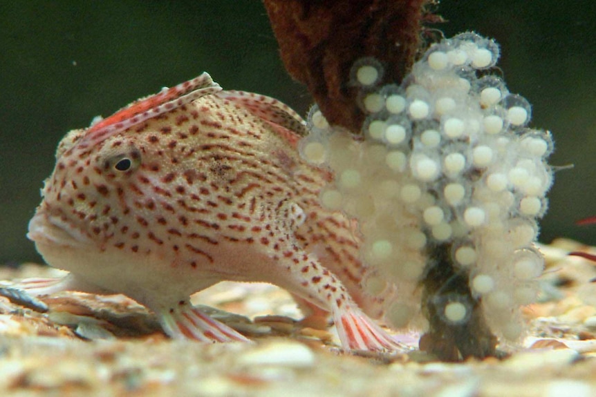 Spotted handfish next to the eggs