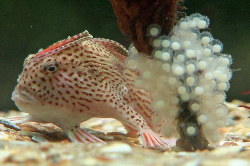 Spotted handfish next to eggs