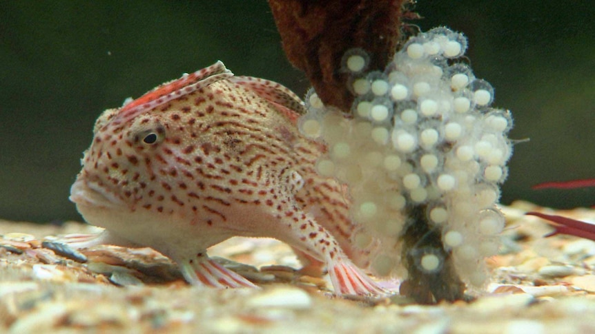 Spotted handfish next to eggs