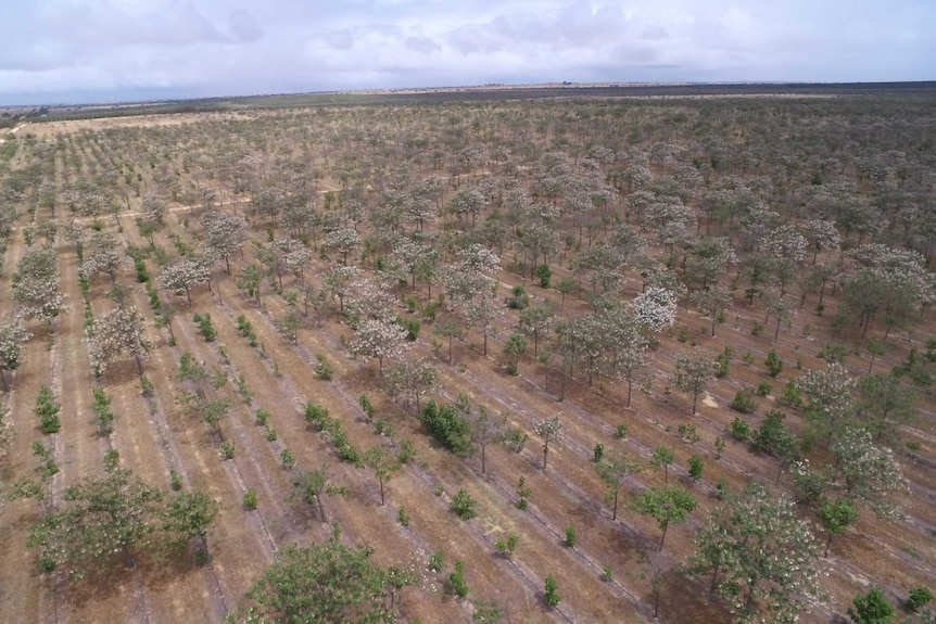 Paulownia farm in Western Australia