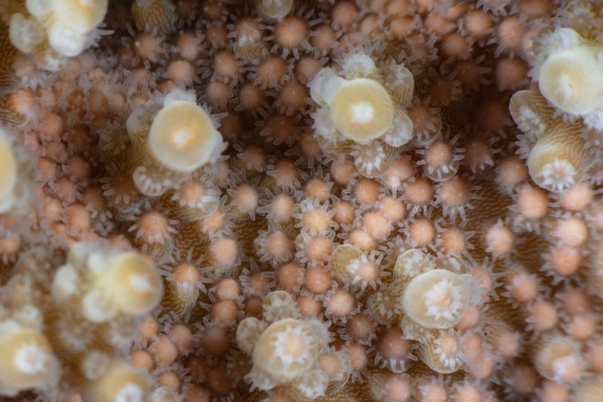Close-up of coral spawning