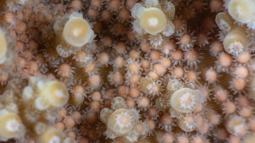 Close-up of coral spawning