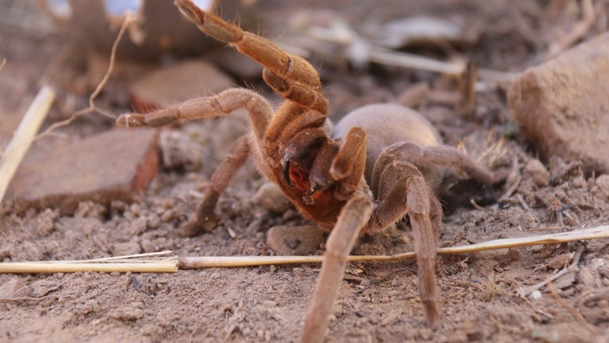 Maningrida diving tarantula bares its fangs