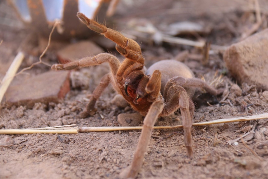 Maningrida diving tarantula bares its fangs
