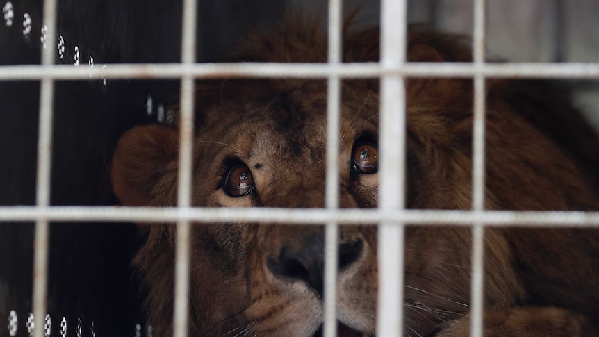 2-year-old Saeed stares out from behind his cage bars