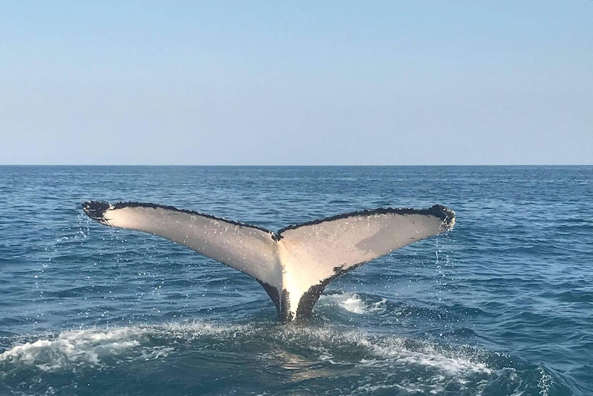 A humpback whale's tail as it flips and submerges back into the water.