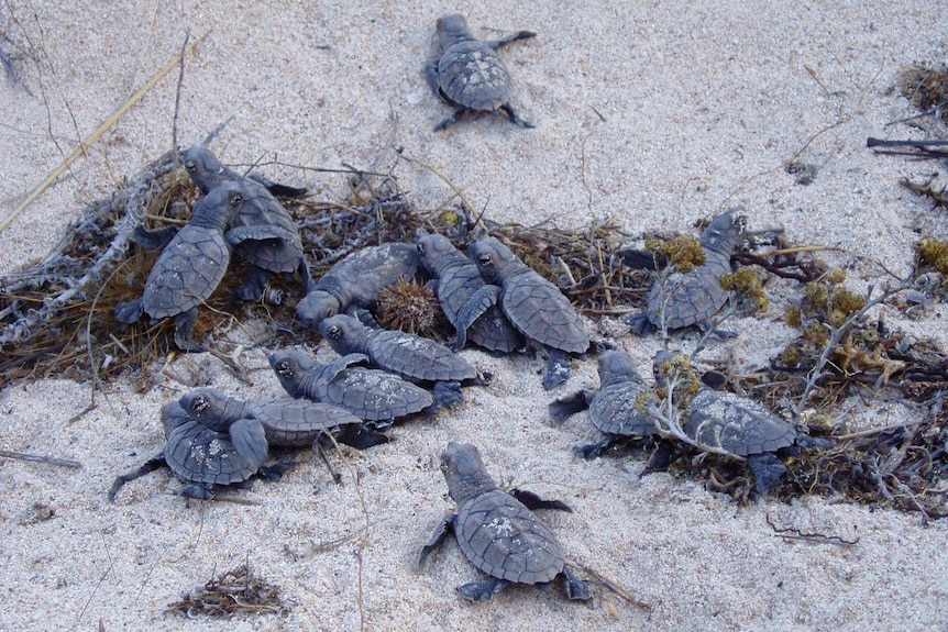 baby turtles on a beach