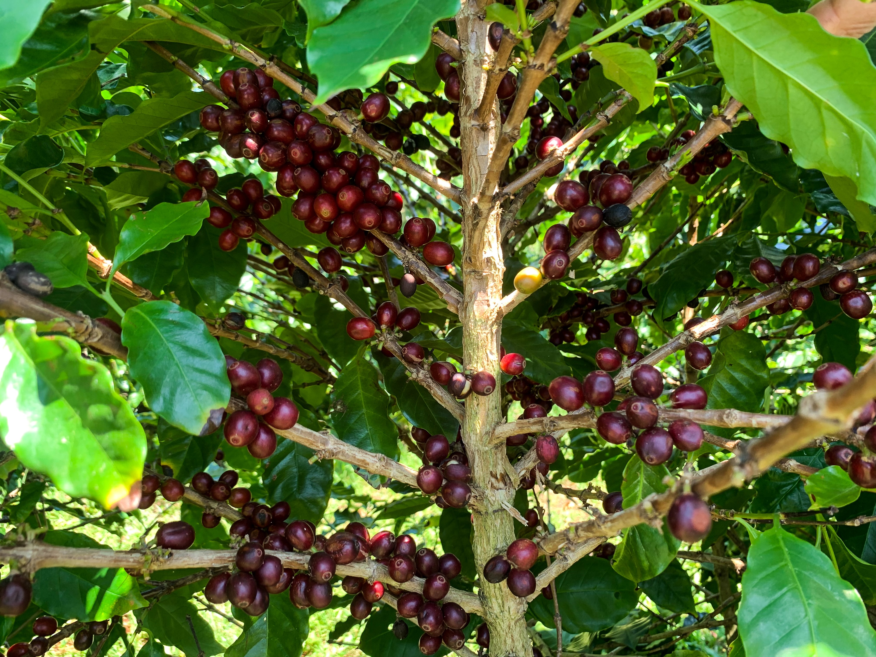 Ripe coffee cherries on a tree.