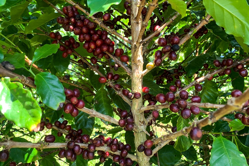 Ripe coffee cherries on a tree.