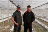 Two men stand in a enclosed structure with crops growing out of bags on the ground. 