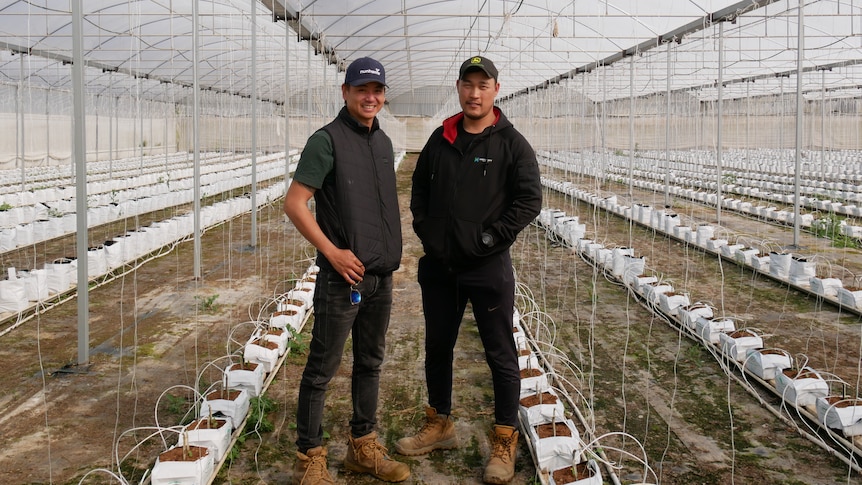 Two men stand in a enclosed structure with crops growing out of bags on the ground. 