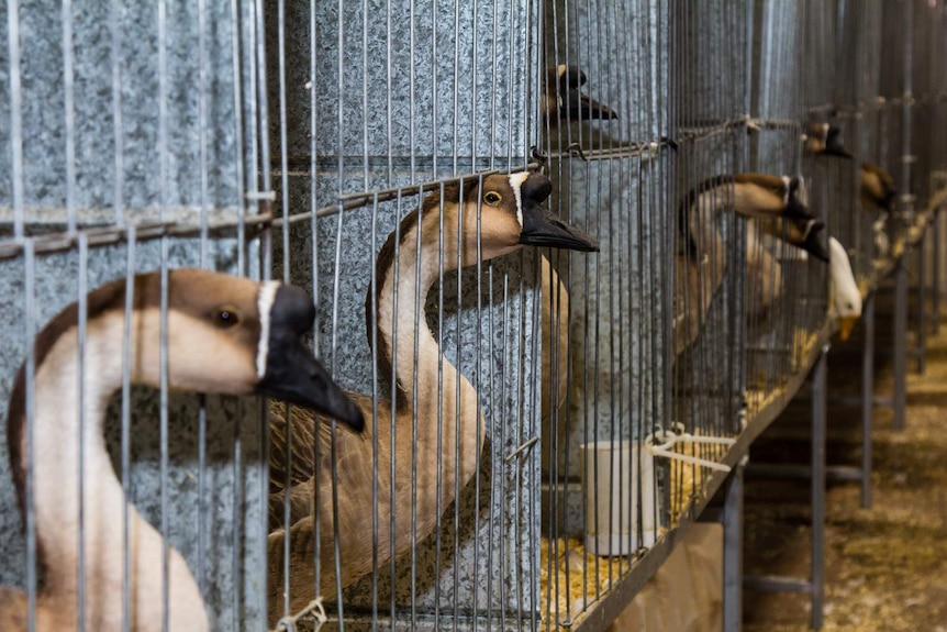 Chinese geese in cages on display at the Sydney Royal Easter Show poultry exhibition.