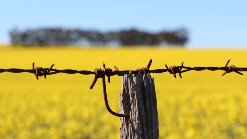 GM canola plantings at record levels in Victoria