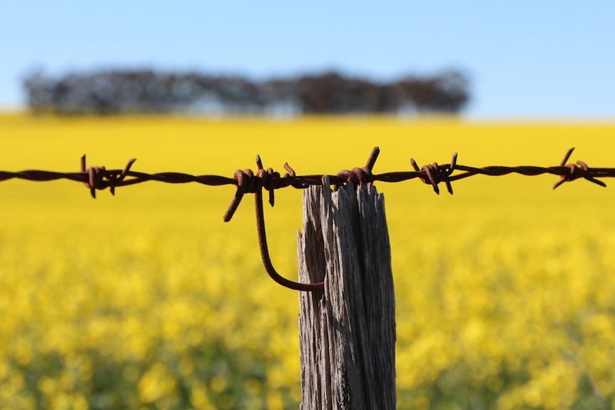 Keeping pests out of the canola paddock