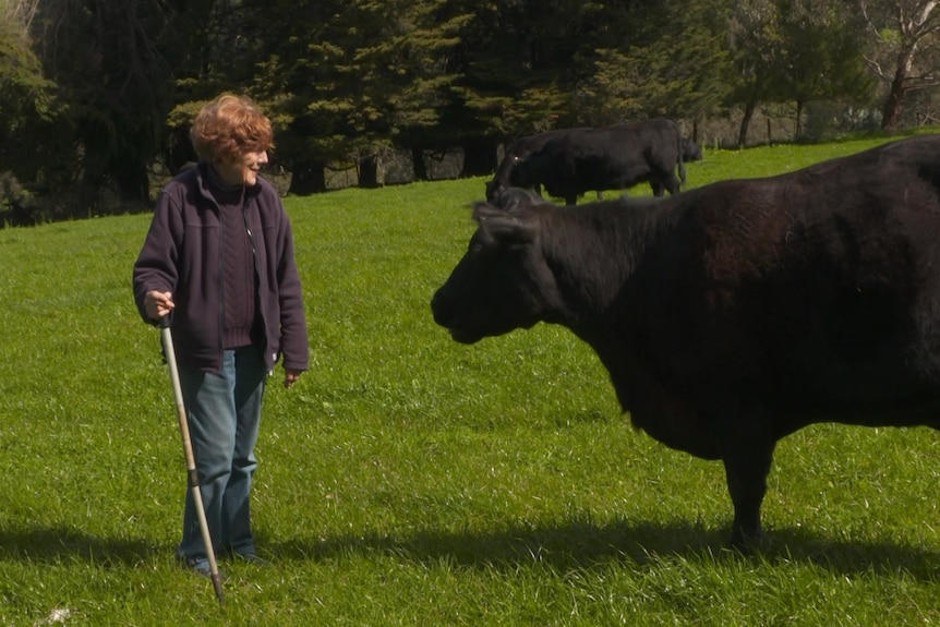 Photo of a woman with cattle.