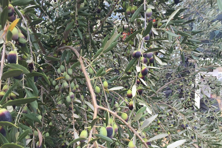 Dozens of olives hanging from a tree branch, coloured green and purple.