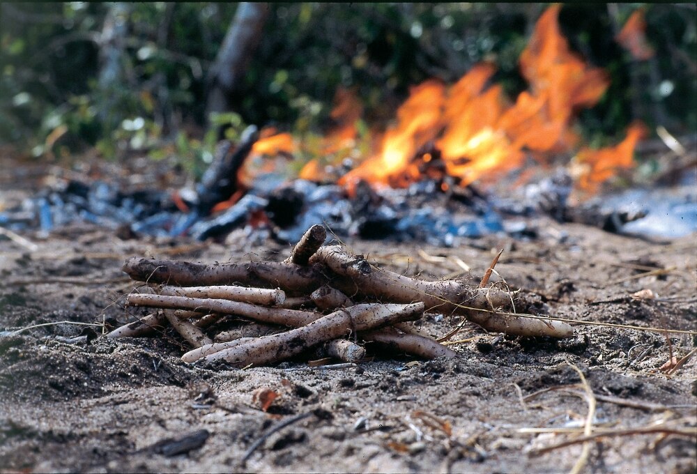 Indigenous Elders reeling from suicide deaths - ABC Radio National