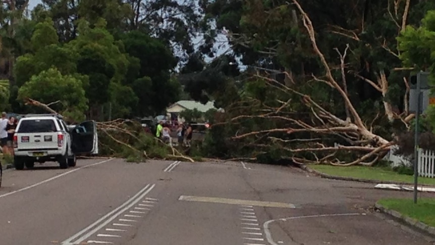 Fallen trees cover a road at Berkeley Vale