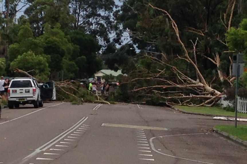 Fallen trees cover a road at Berkeley Vale
