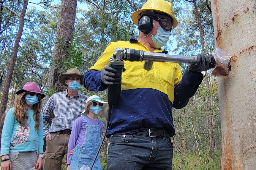 A man in work gear drills a hole into a tree while others watch