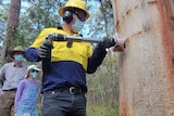 A man in work gear drills a hole into a tree while others watch