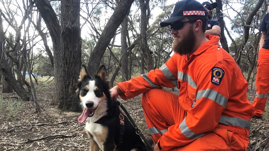 An Australian Shepherd wearing an SES harness and lead sits with his owner