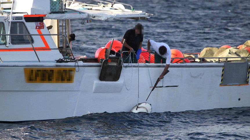 Fisherman holds rifle to shark's head