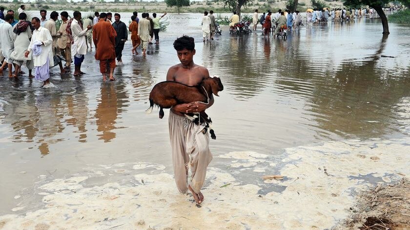 A Pakistani flood survivor carries a goat through floodwaters