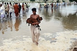 A Pakistani flood survivor carries a goat through floodwaters