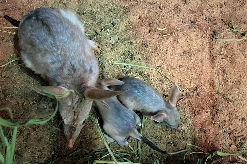 Two twin baby bilbies with a larger female bilby